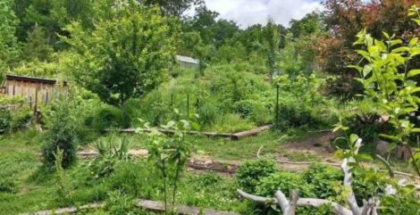 The ABCs of Homesteading: R is for Responsibility Image